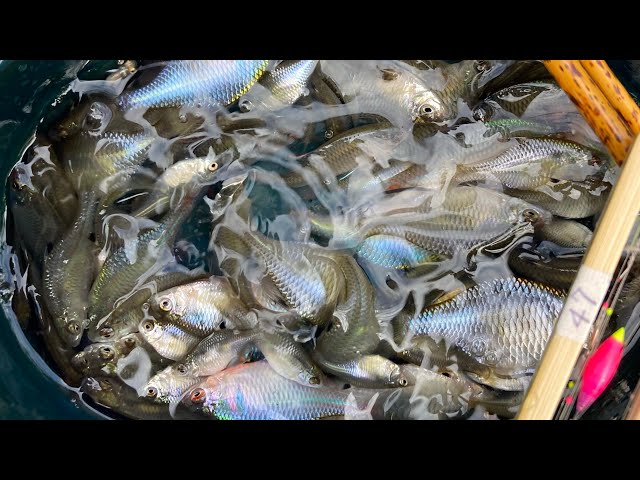 自作の仕掛けと鈎でたなご釣り】#タナゴ#自作浮き#ウキ#自作針#たな