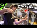 INSANE INDIAN COBRAS!!!