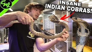 INSANE INDIAN COBRAS!!!