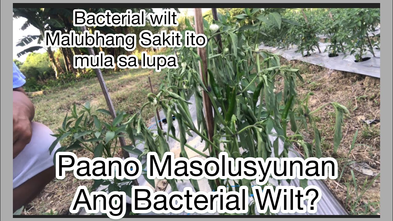Ano at Paano ang Solusyon Para sa Bacterial Wilt?