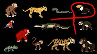 Rainforest Animals - Primates, Big Cats, Reptiles & More -  The Magic Kids' Picture Show