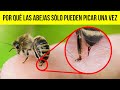 Por qué las abejas no sobreviven después de picarte (y otros datos sobre animales)