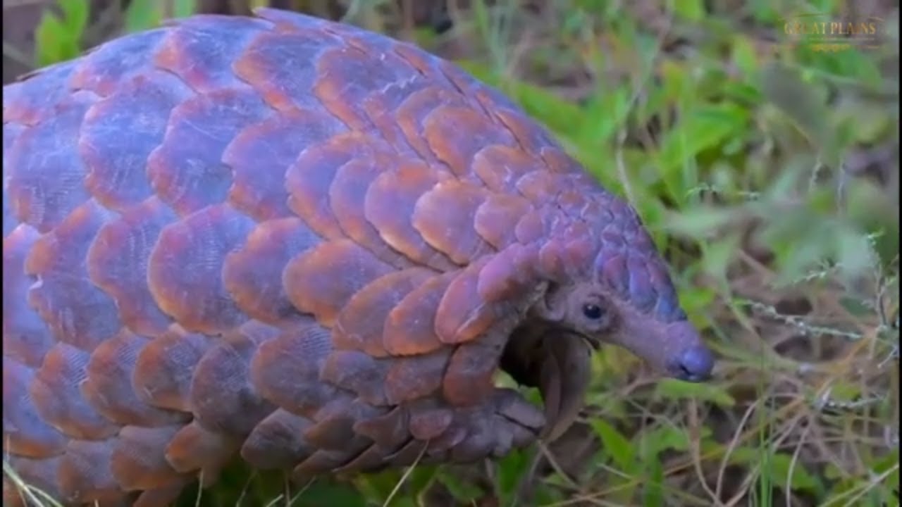 Incredible Footage of the Elusive Pangolin | Great Plains Conservation