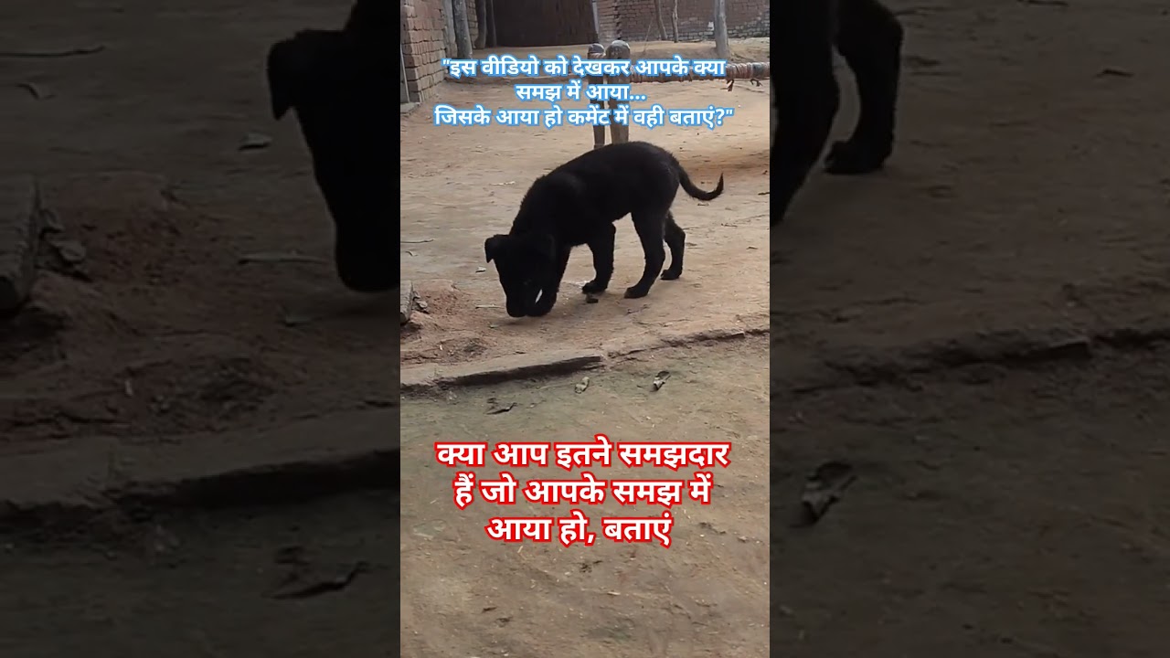 "क्या आप कुछ समझ पाए?" 