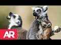 Lémures en peligro de extinción por cacería y deforestación