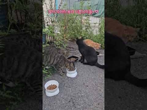 우리 길냥이들 #복순이 #까망이 #퇴근 #부산강서구