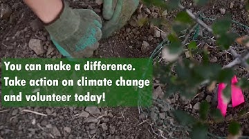 Volunteer with TreePeople!