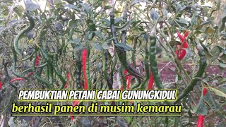 PEMBUKTIAN PETANI CABAI GUNUNGKIDUL BERHASIL PANEN DI MUSIM KEMARAU || PELAJAR TANI GUNUNGKIDUL
