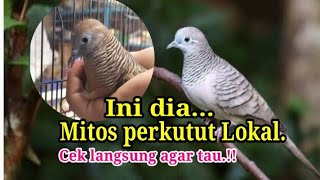 Mitos Burung Perkutut lokal.