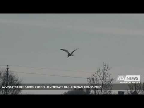 AVVISTATO L'IBIS SACRO: L'UCCELLO VENERATO DAGLI EGIZIANI | 03/12/2022