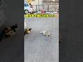 種子島で可愛い猫に出会った#rahmanom#Rahman Om#cat#catvideos #cute #ネコ #猫好きさんと繋がりたい #種子島#のら猫