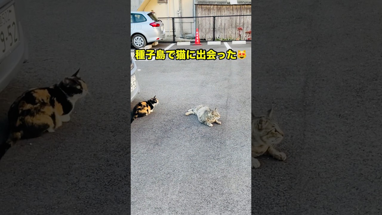 種子島で可愛い猫に出会った#rahmanom#Rahman Om#cat#catvideos #cute #ネコ #猫好きさんと繋がりたい #種子島#のら猫