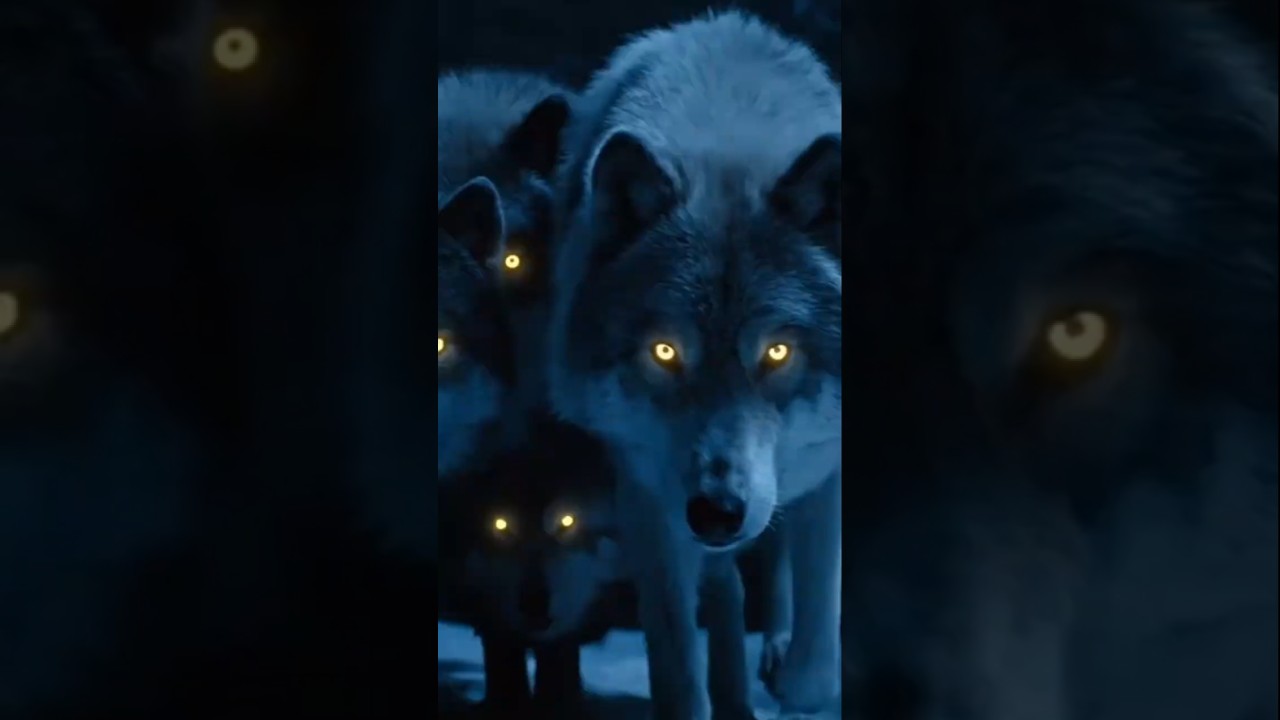 Wolves at Night: Masters of the Darkness | Wolf Documentary Part 7 | 