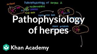 Pathophysiology of herpes | Infectious diseases | NCLEX-RN | Khan Academy