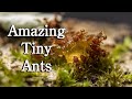 Amazing tiny ants macro photography 4k with music