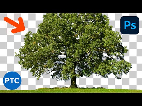 वीडियो: फोटोशॉप में एक पेड़ का चयन कैसे करें