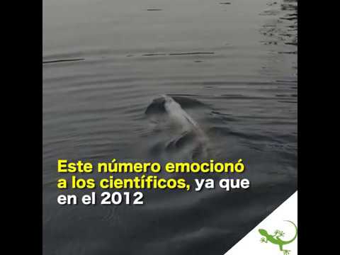 Ecuador: buscando a los delfines de río en el norte de la Amazonía