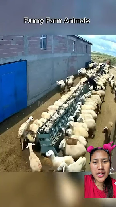 MALAh BerAt SebeLah ⁉️😱 #keşfet #sheep #cow #sheepfarming #automobile #sheepherding #sheepfarm
