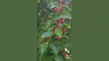 #SHORTS TAO MINI ĐỨC TRỒNG CHO CHIM ĂN,KHANH NGUYEN CUỘC SỐNG ĐỨC