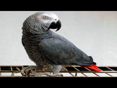 African Grey Parrot Information – African Grey Parrot Facts For Kids – Knowledge about African Grey African Grey Parrot Information – African Grey Parrot Facts For Kids – Knowledge about African Grey