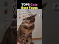 TOP5 Cats Best Faces