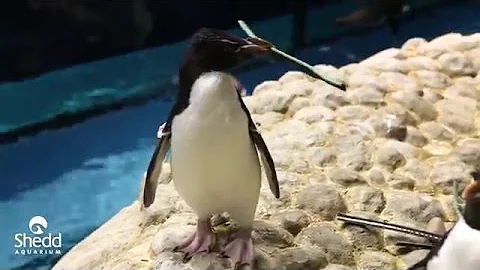 Shedd Penguins Start Nesting Season