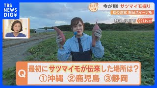 実は名産地の静岡でサツマイモ掘りを体験！干し芋の発祥の地　サツマイモグルメの“映えサンド”など盛りだくさん！｜TBS NEWS DIG