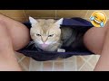 BEST FUNNY CATS COMPILATION 2022😂|  Funniest Cat Videos Don't Try to Hold Back Laughter !