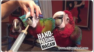 Hand-Feeding Hybrid Macaws!!