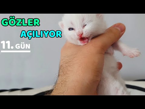 Video: Köpekler, Solucan Hapları Kullanmadan Önce Kan Testlerine Gerekir mi?