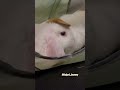 Rabbit tunnel #bunny #rabbit #rabbits #minilop #cute #うさぎ