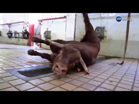 شاهد تعذيب البقر قبل ذبحها بمذبح رويسو بالعاصمة