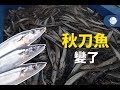 【九江小知識】以後吃不到秋刀魚了?!   請到漁界好朋友來解答各種小問題