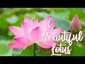 Beautiful lotus flower compilation royalty free free download no copyright waterlily