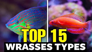 Top 15 Types of Wrasses