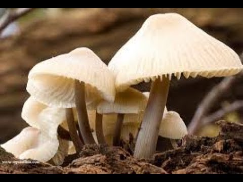 Ketahuilah Inilah 8 Arti Mimpi Mendapat Jamur Menurut Primbon Jawa Youtube Ketahuilah Inilah 8 Arti Mimpi Mendapat Jamur Menurut Primbon Jawa Youtube