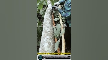 DIY Tree Bark Peeling Tool – Manual Wood Stripper Machine Boosts 40% Efficiency