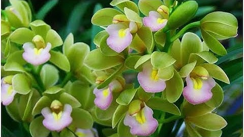 Địa lan quốc sắc thiên hương và nhiều dòng hoa lan khác giá chỉ từ 12k/khóm 0398948988