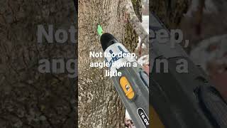 Maple tree tapping , only go one and half inch deep max