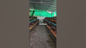 Egg Shortage Alert  Trader Joe