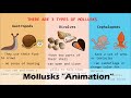 Mollusks Unveiled In The Ocean Depths