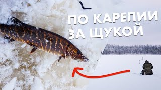 Ходили за щукой по лесным озёрам Карелии. Хорошая щучка вознаградила