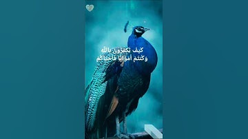 🕌 أنوار السجدة | 🌿 سورة البقرة 28-29 | تلاوة خاشعة بصوت إسلام صبحي