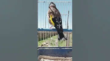 تغريد طائر الحسون روعة في القفص 
