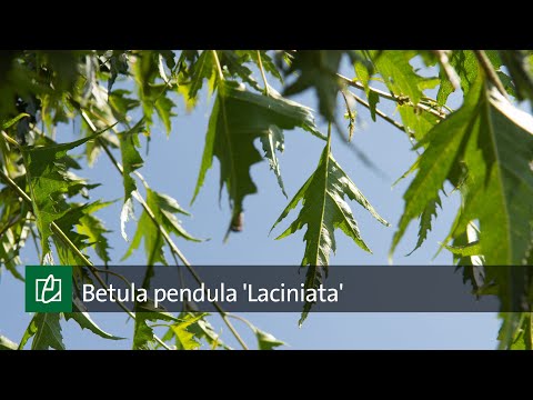 Video: Young's Birch (24 Fotos): Hængende Grædende Birk I Landskabsdesign, Beskrivelse Af Betula Pendula Youngii, Eksempler I Landskabsdesign