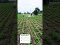 farming life #shortvideo #farmingcareer #reels #farming #love #subscribe #short #youtube #youtuber