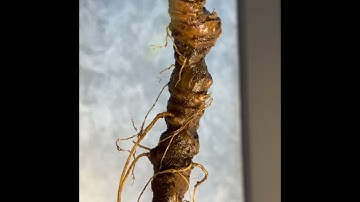 Củ sâm rừng tự nhiên đẹp như HOA HẬU nặng 90gr. Cực đẹp, có quả sâm, sâm già chắc nịch, giá 13trieu.