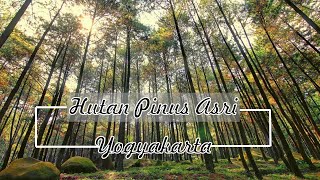 Yogyakarta Pine Forest Tourism Recommendation | Pine Forest Tourism Recommendations