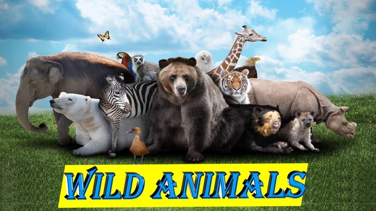 WILD ANIMALS | Learn Wild Animals Names For Children, Kids And Toddler