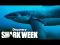 Scientists Swab a Shark’s Butt! | Shark Week